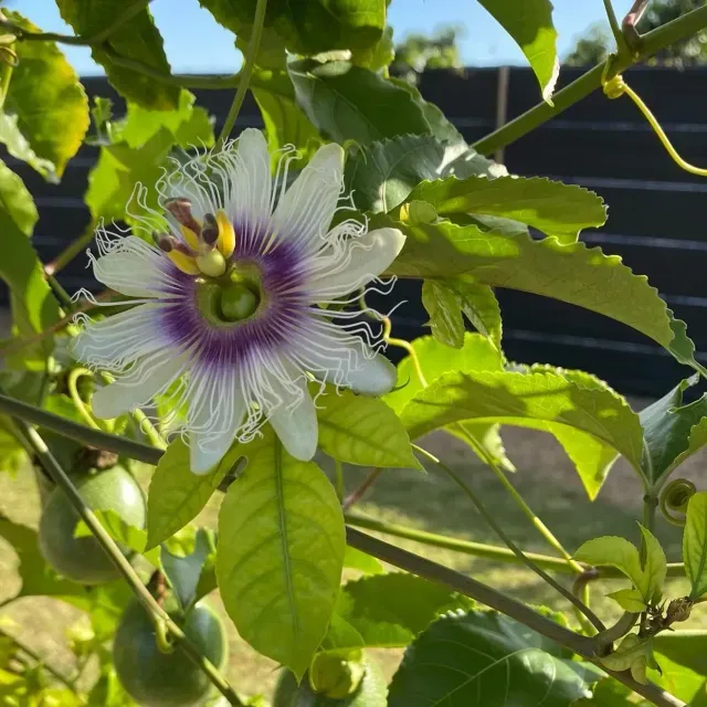 thumbnail for publication: Cost Estimates of Producing Purple Passion Fruit in South Florida